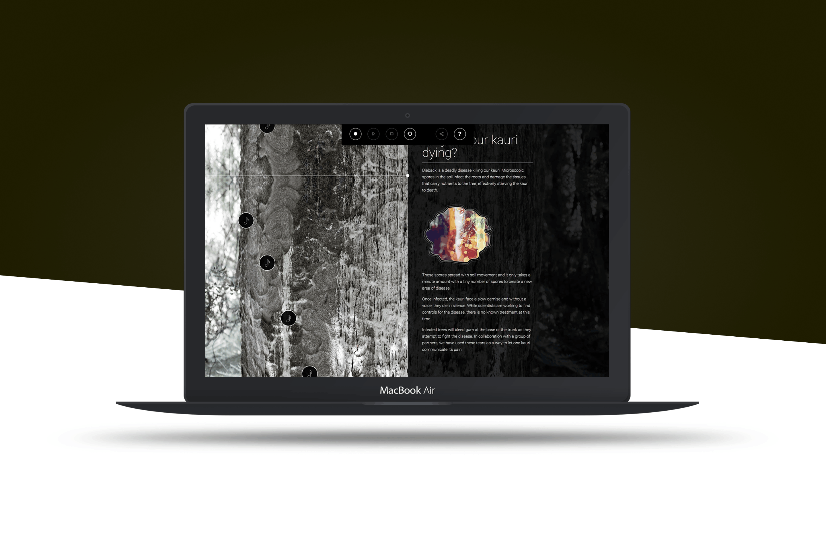 A Kauri Cries project visual 2