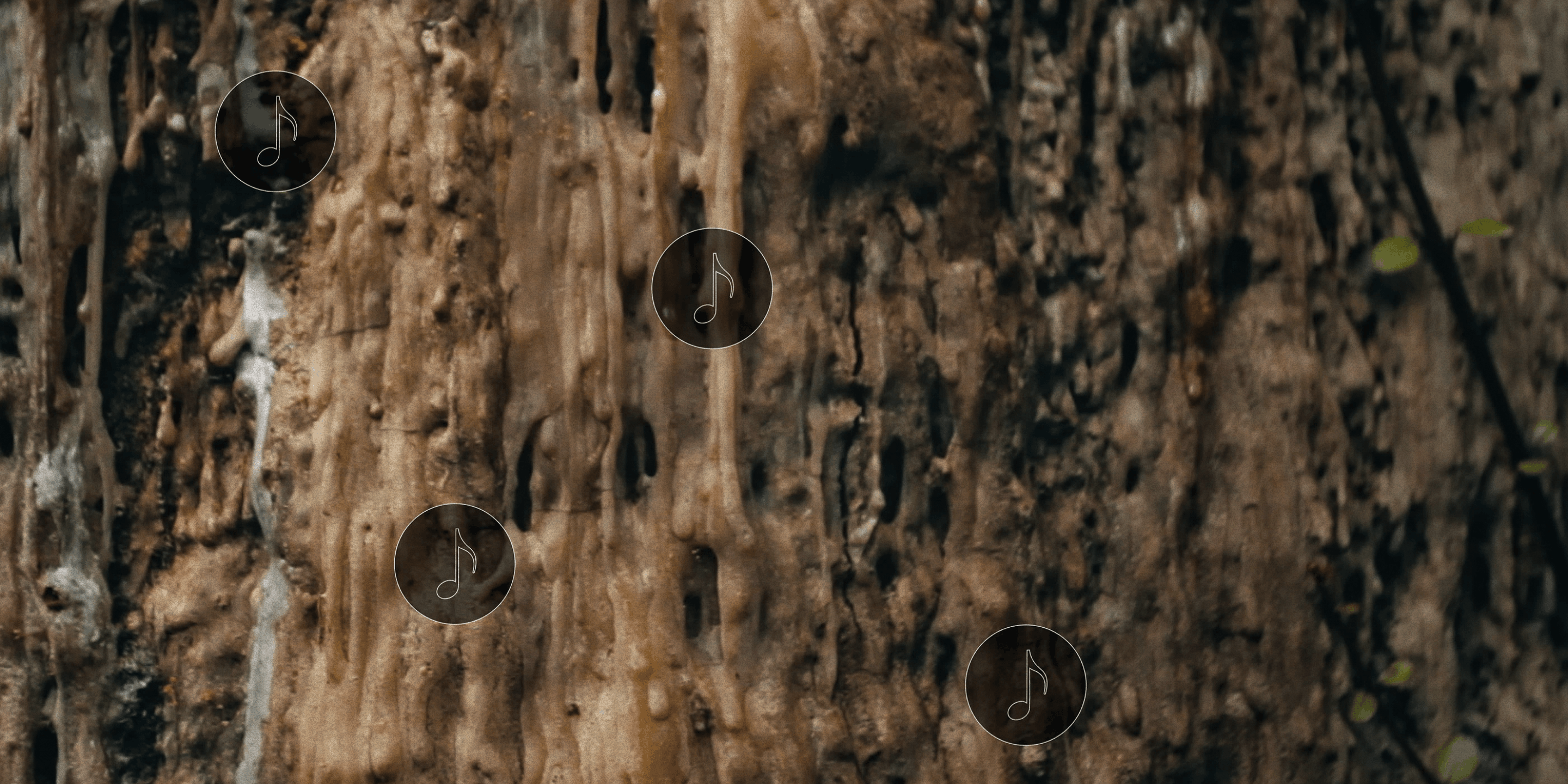 A Kauri Cries project visual 5