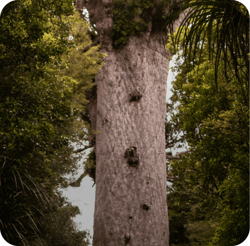 A Kauri Cries project thumbnail